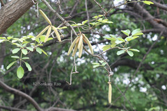 Handroanthus chrysotrichus